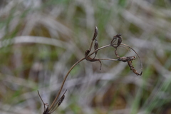 Gentianella amarella