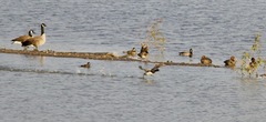 Aythya affinis