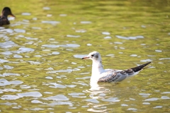 Chroicocephalus ridibundus