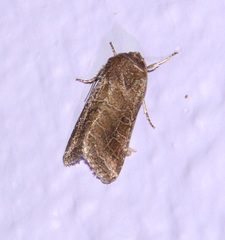 Lacinipolia erecta