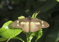 Acraea paragea