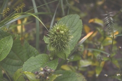 Lepechinia caulescens