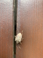 Halyomorpha halys