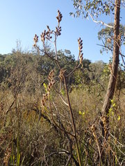 Anigozanthos flavidus