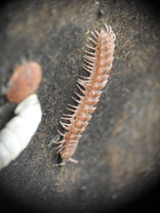 Polydesmus complanatus