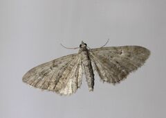 Eupithecia