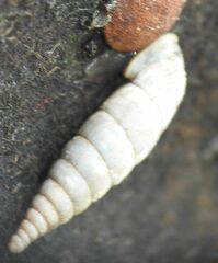 Alinda biplicata