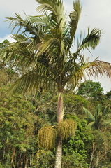 Arecaceae