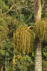 Arecaceae