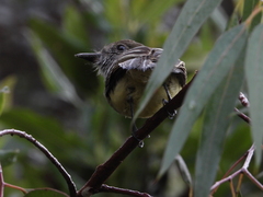 Myiarchus