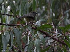 Myiarchus