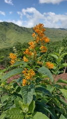 Cestrum lorentzianum