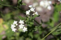 Parthenium confertum