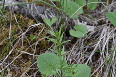 Galium boreale