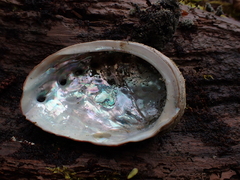 Haliotis kamtschatkana