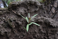 Chamaenerion angustifolium