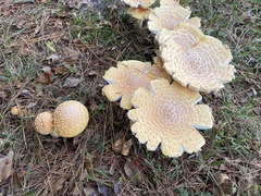 Amanita persicina