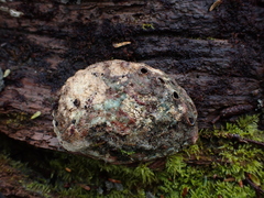 Haliotis kamtschatkana