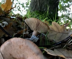 Lactarius quietus
