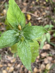 Ruellia strepens