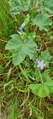 Malva multiflora