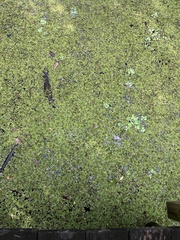 Salvinia minima