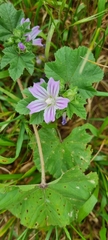 Malva multiflora