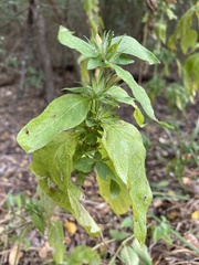 Ruellia strepens