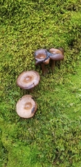 Armillaria mellea
