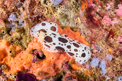 Peltodoris atromaculata