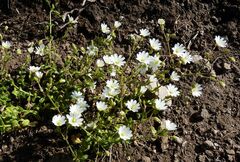 Cerastium ligusticum