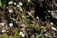 Cerastium ligusticum