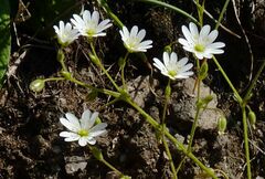 Cerastium ligusticum