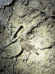 Paruroctonus variabilis
