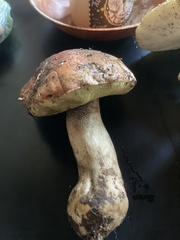 Boletus regineus