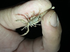 Paruroctonus variabilis