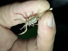 Paruroctonus variabilis