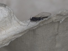 Tuberolachnus salignus