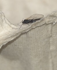 Tuberolachnus salignus