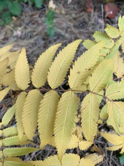 Sorbaria sorbifolia
