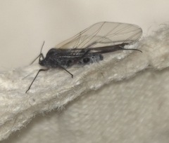 Tuberolachnus salignus