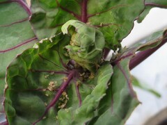 Brevicoryne brassicae
