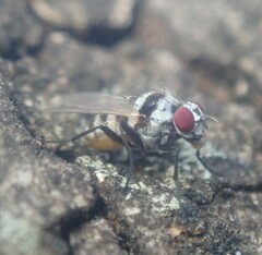Anthomyia subabyssinica