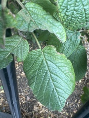 Viburnum