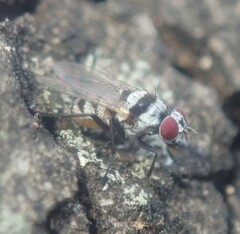 Anthomyia subabyssinica