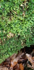 Fissidens dubius