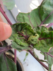 Brevicoryne brassicae