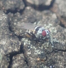 Anthomyia subabyssinica