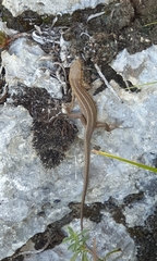 Lacerta trilineata major