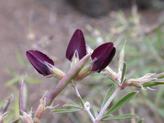Lotus jacobaeus